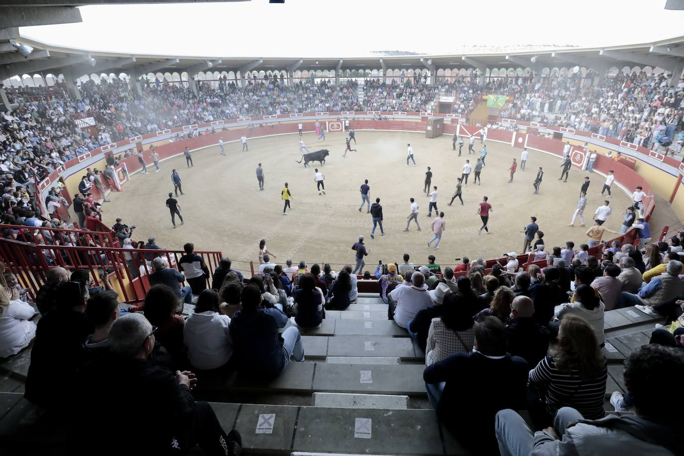 Encierro en Pedrajas de San Esteban