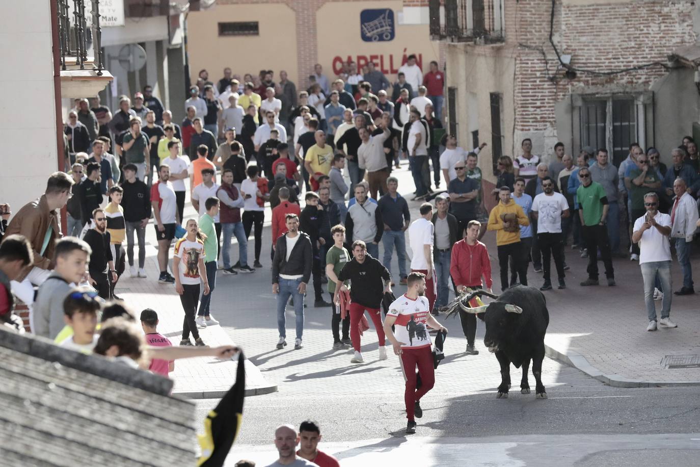 Encierro en Pedrajas de San Esteban
