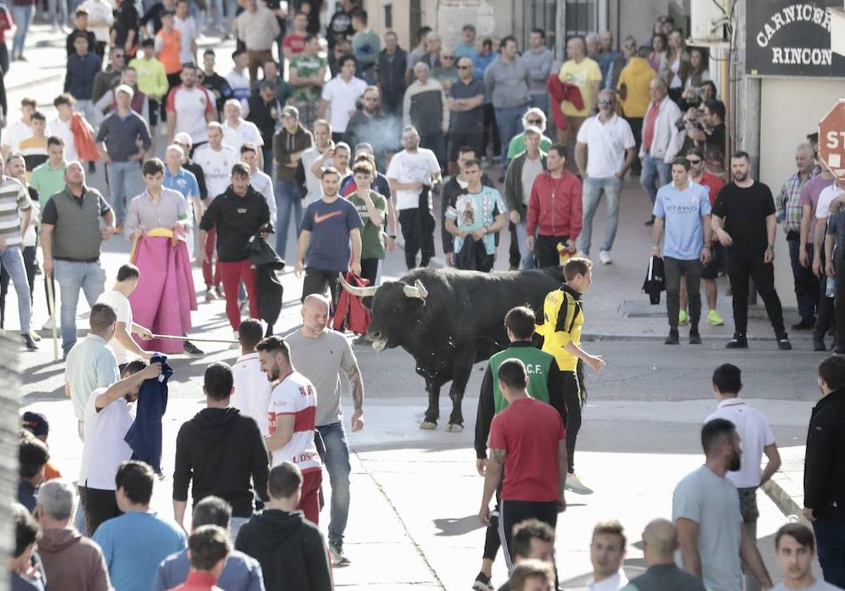 Uno de los toros, este sábado por las calles de Pedrajas de San Esteban.