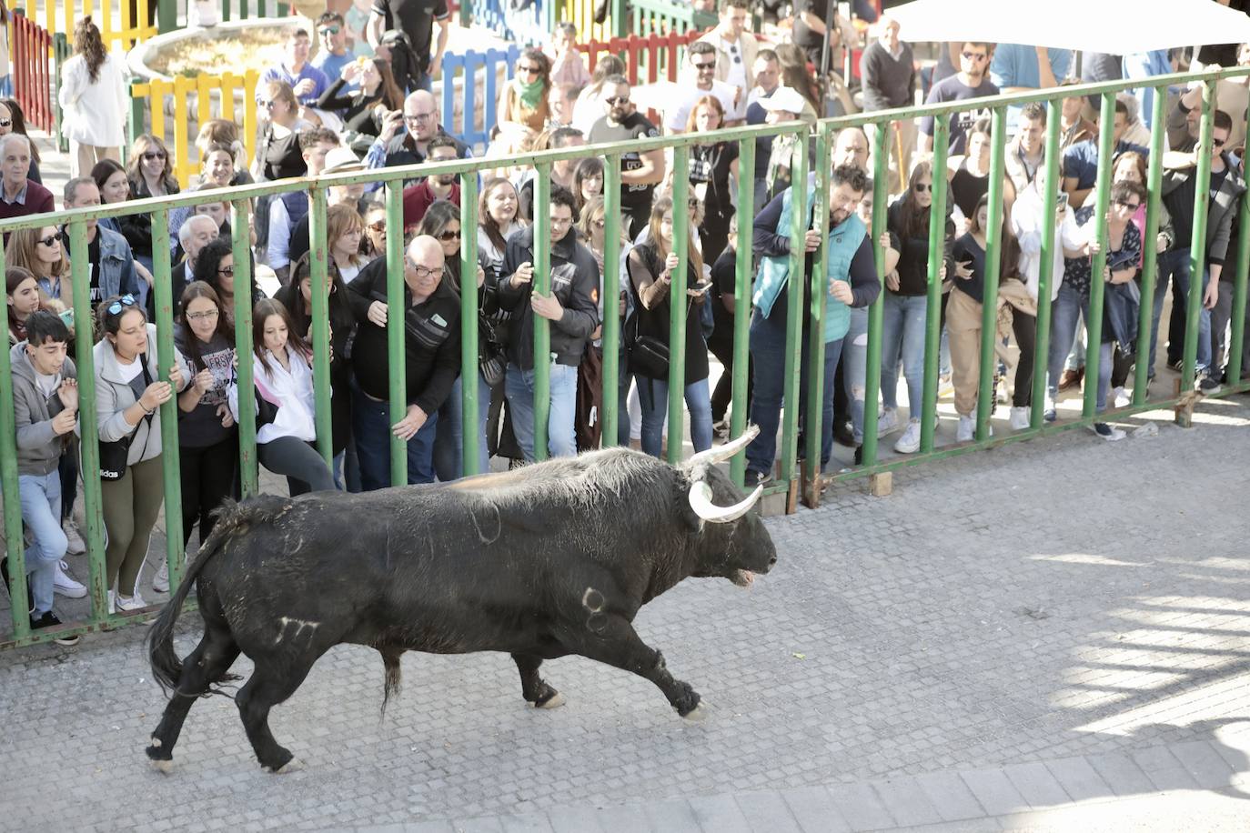 Encierro en Pedrajas de San Esteban