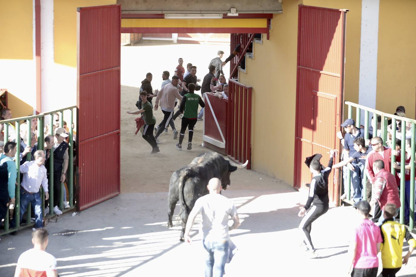 Encierro en Pedrajas de San Esteban