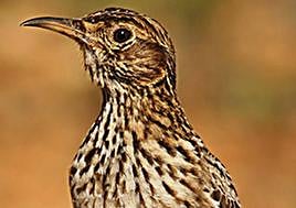 Ejemplar de alondra ricotí.