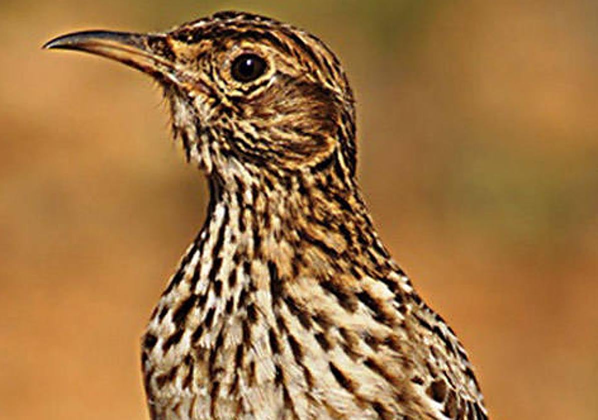 Ejemplar de alondra ricotí.