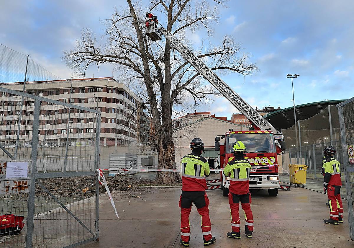 Los bomberos cortan ramas secas de un chopo, el pasado mes de enero en Eras de Santa Marina.