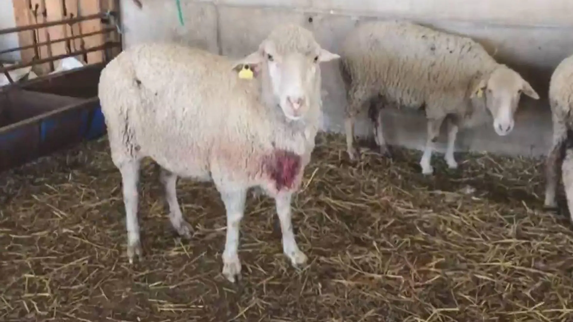 Los lobos matan a siete ovejas en Segovia | El Norte de Castilla