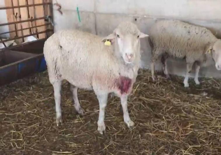 Captura de algunas de las ovejas heridas por el ataque de lobos ocurrido la pasada noche en Adrada de Pirón.