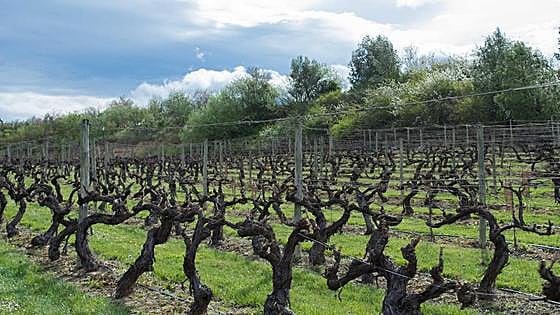 Abierto el plazo de solicitud de ayudas para la cosecha en verde en viñedo