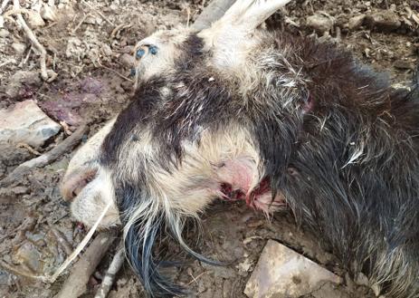 Imagen secundaria 1 - Ataques a cabras en San Martín de los Herreros.