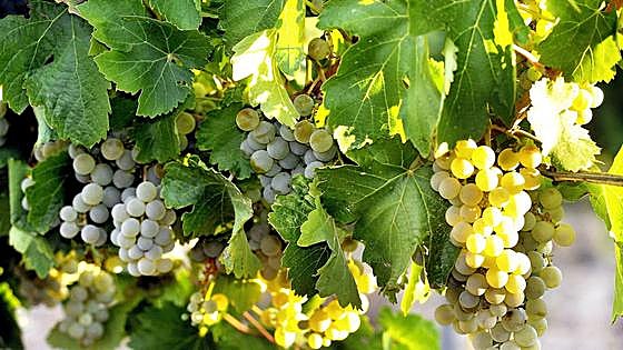 Convocadas las ayudas para la cosecha en verde de viñedos en la región