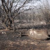 Los 46 municipios de Castilla y León con alto riesgo de incendios intencionados