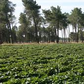 Regantes del Carracillo afirman que la recarga del acuífero garantiza el caudal del Cega