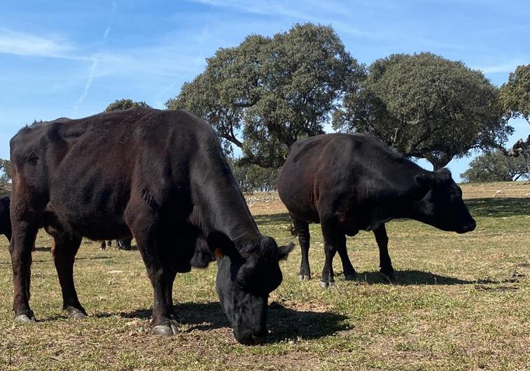 Las vacas aprovechan el poco pasto que va quedando en la finca, en este caso, en la localidad salmantina de Villarmayor.