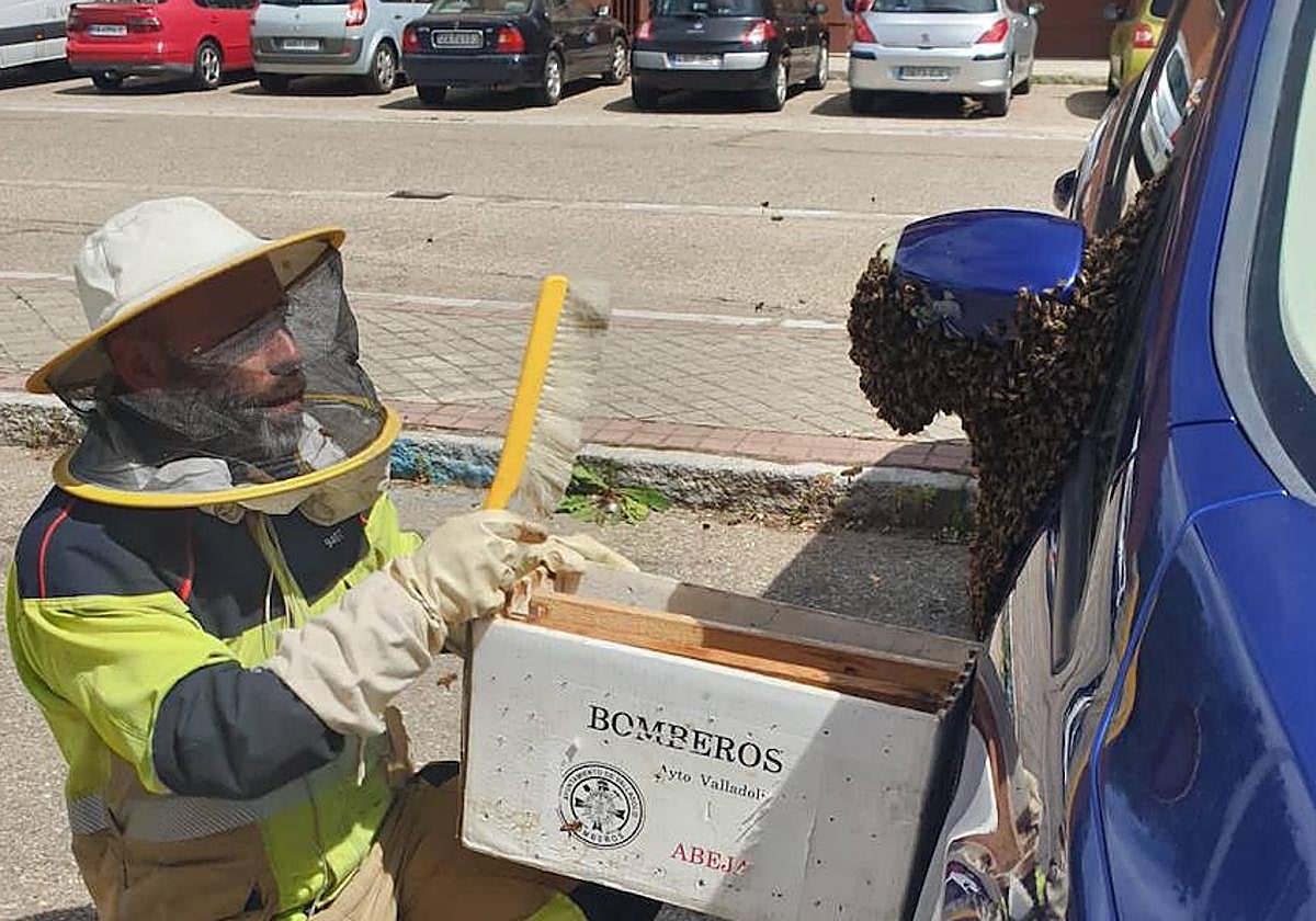 Un bombero retira el enjambre con un cepillo.