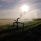 La sequía adelanta mes y medio el riego y añade más gastos a la lista de costes del agricultor