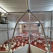 El sector porcino aumenta la producción de carne casi un 3% pero rebaja las exportaciones