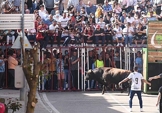 Un toro en la suelta celebrada en La Seca el año pasado.