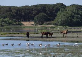 Especies diferentes en Doñana.