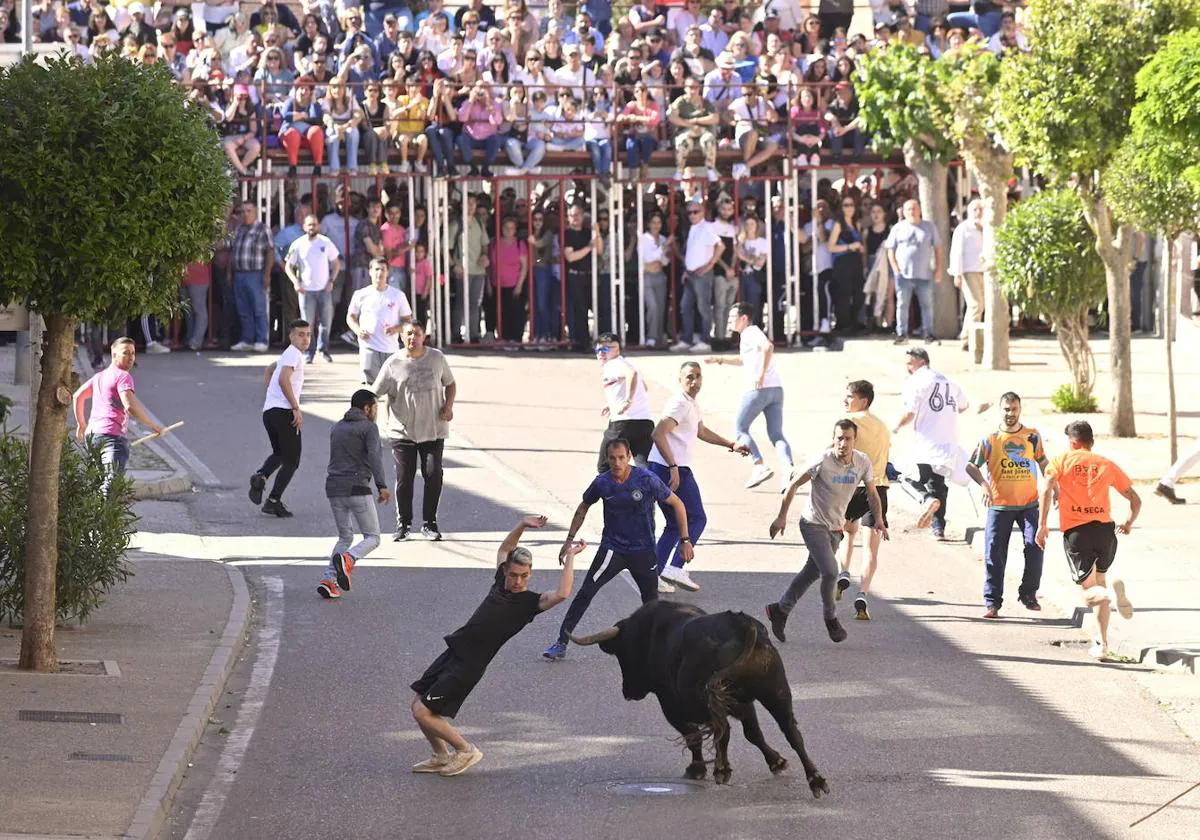 El Toro del Sarmiento llena las calles de La Seca | El Norte de Castilla