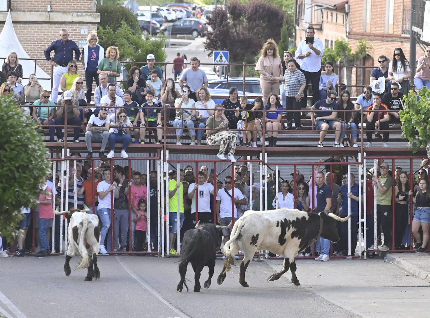 Encierro del Toro del Sarmiento en La Seca