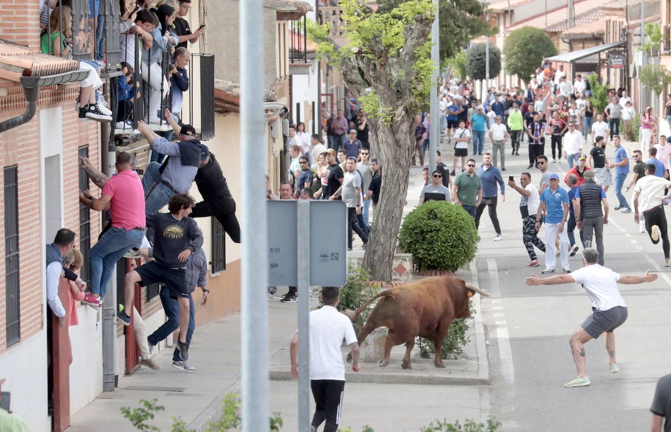 Encierro en la Seca con motivo de la Fiesta del Verdejo
