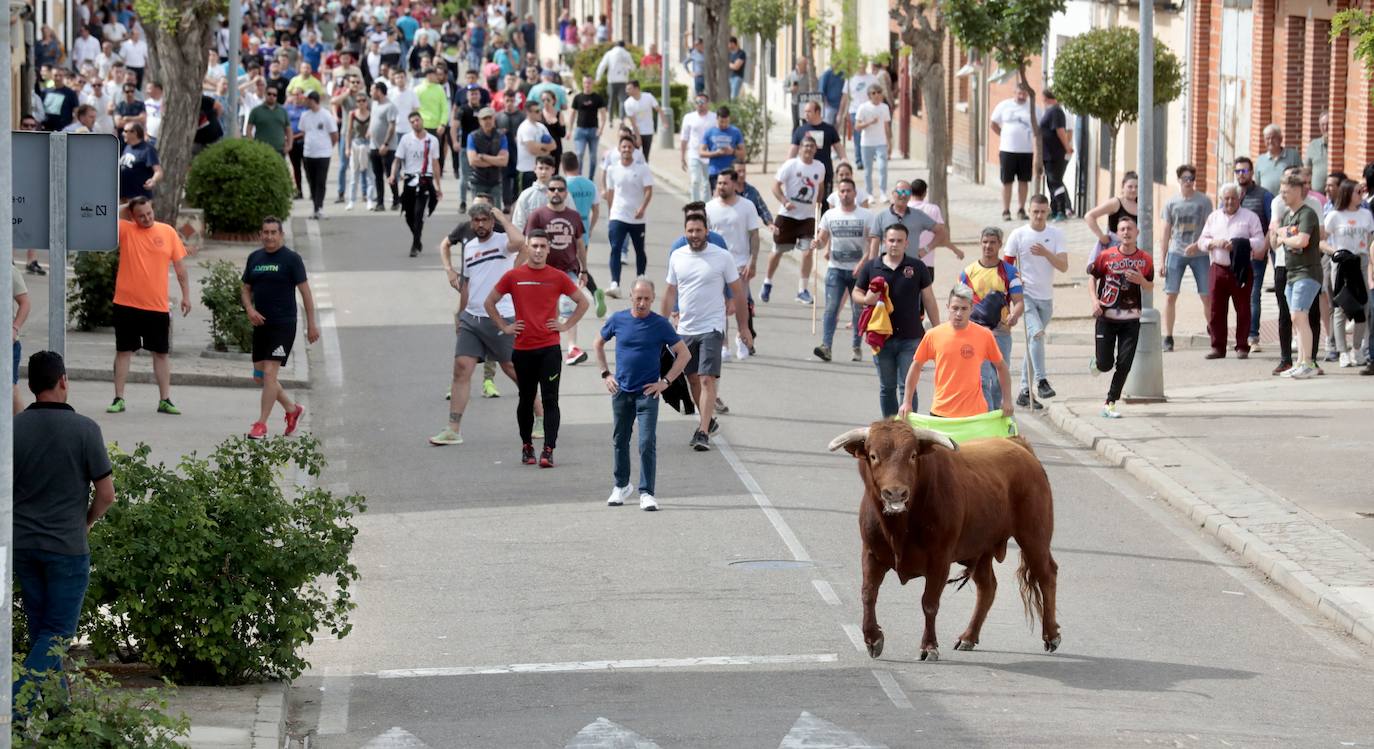 Encierro en la Seca con motivo de la Fiesta del Verdejo