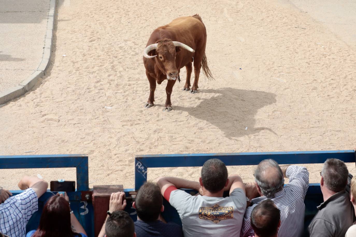 Encierro en la Seca con motivo de la Fiesta del Verdejo