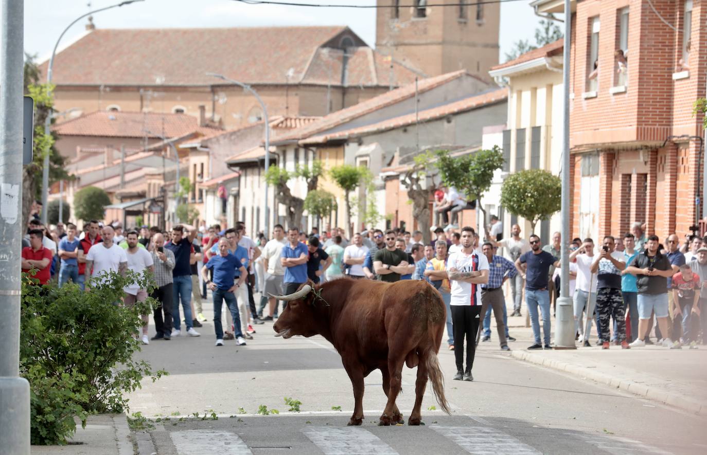 Encierro en la Seca con motivo de la Fiesta del Verdejo