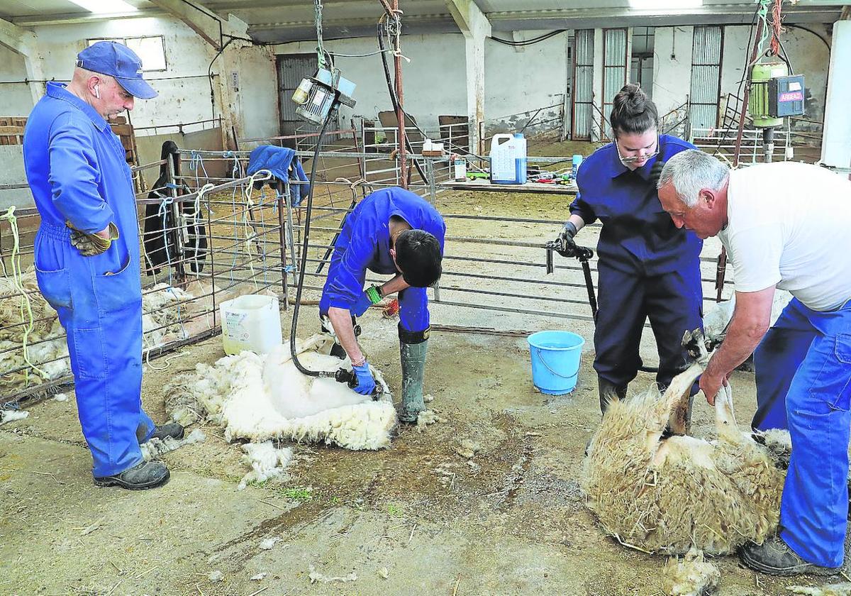 Trabajos de esquileo en las ovejas de Viñalta. Durante el curso, los alumnos han esquilado a las 330 ovejas que hay en Viñalta.