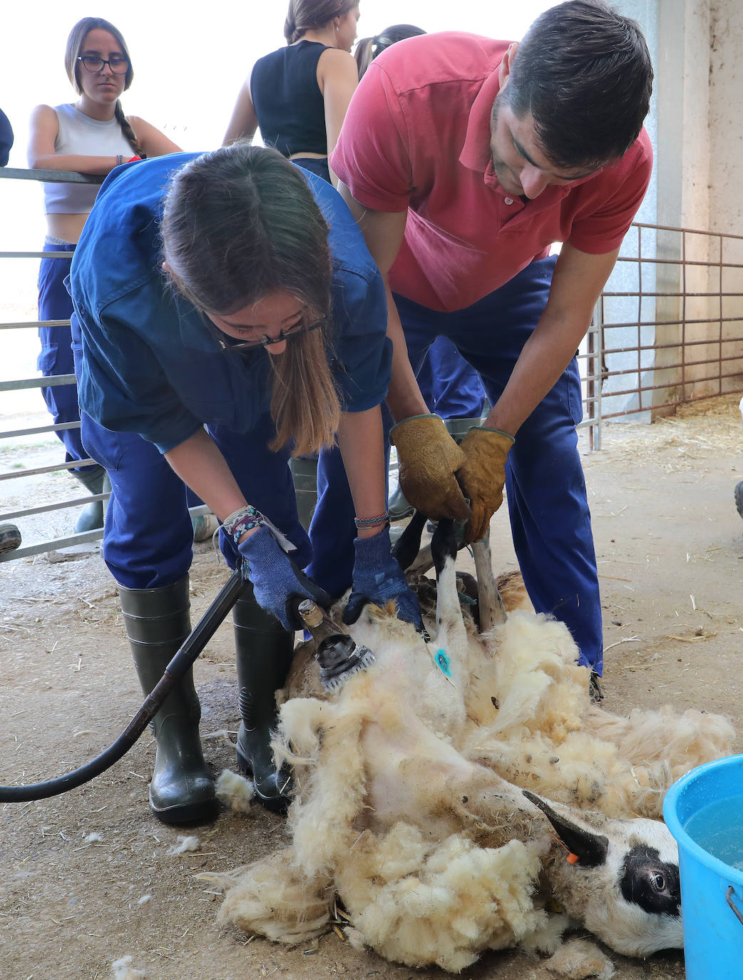 El centro de Viñalta ofrece un curso para aprender a esquilar ovejas