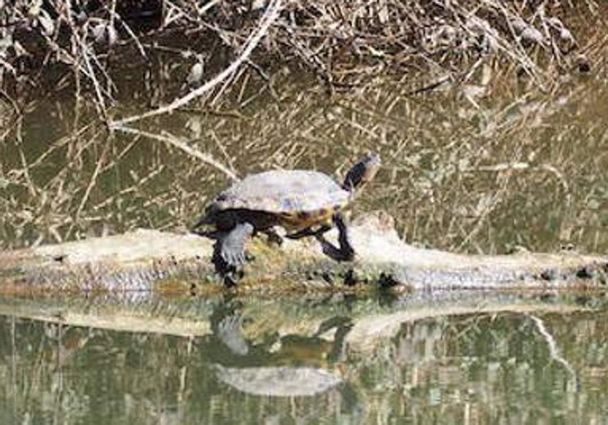 Tortugas invasoras en el Pisuerga y sin rastro del cocodrilo