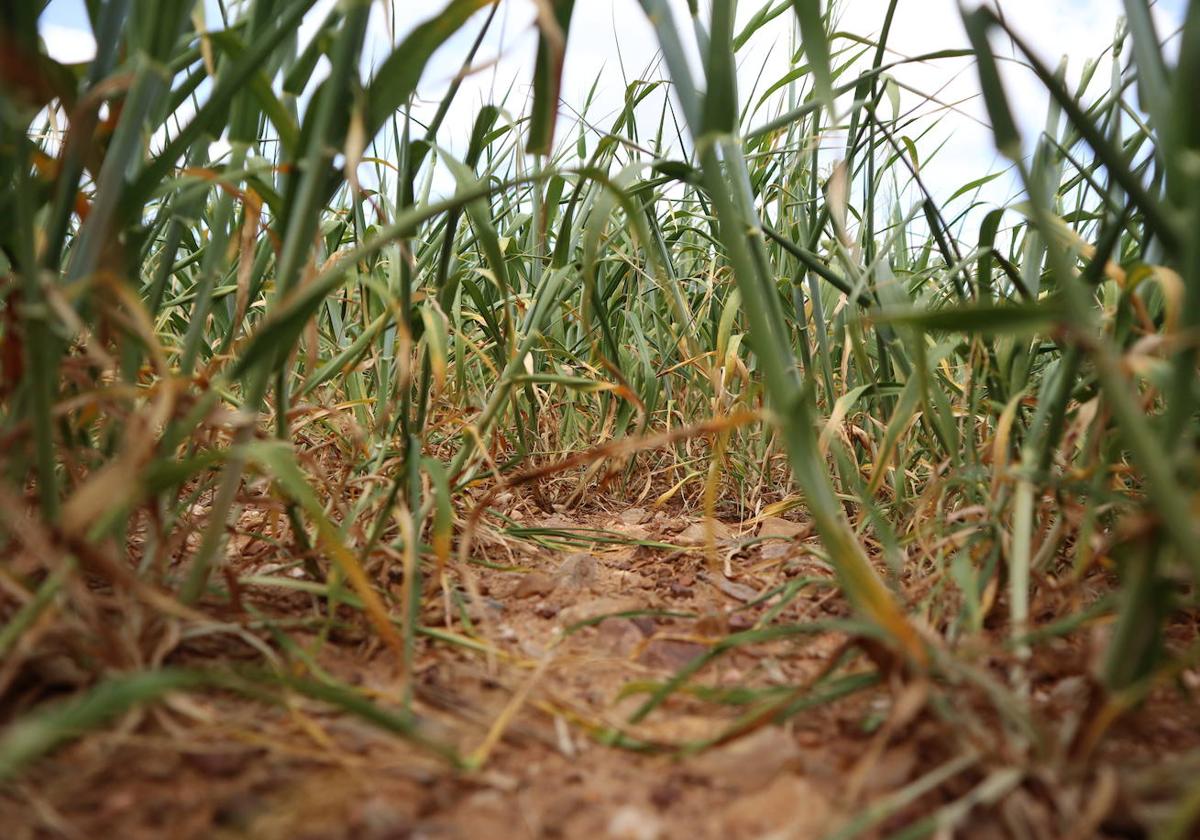 Parcela de cereal en la provincia de Zamora.