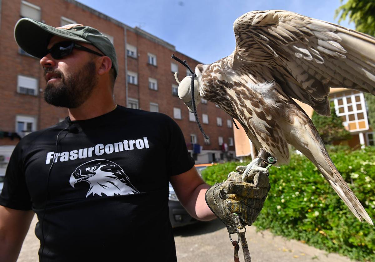 El gerente de la empresa que trata de frenar el avance de las palomas en Valladolid, con un halcón gerifalte sacre en el paseo Hospital Militar.