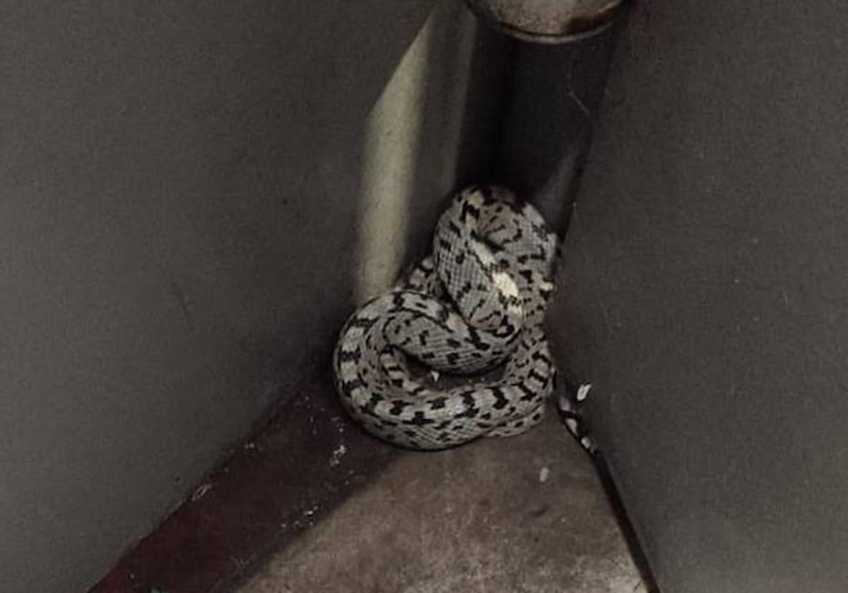 La serpiente liberada por los Bomberos en el parking de Plaza España.