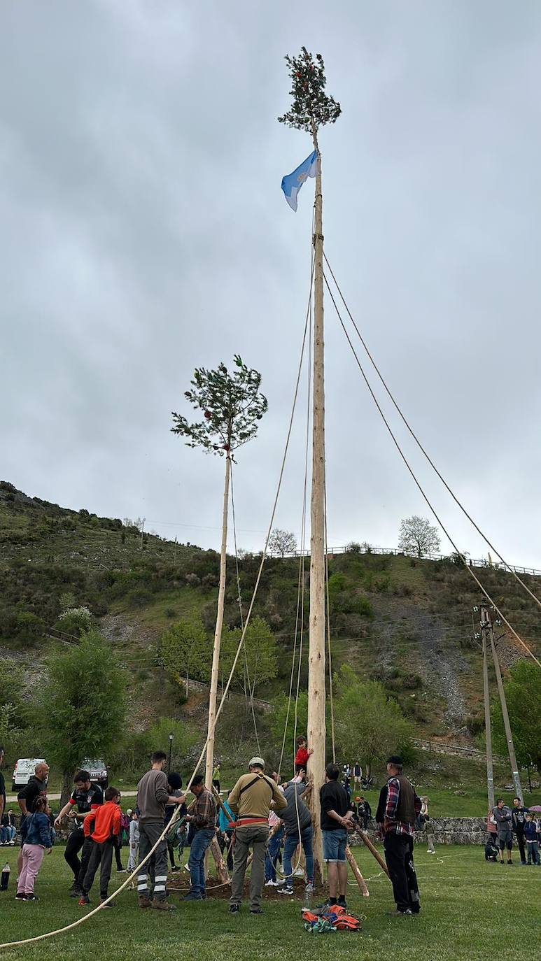 Velilla celebra la Pinada del Mayo