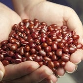 Los frijoles: más proteínas que un pescado y las mismas que la carne