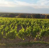 Bodegas de Segovia quieren ser profetas en su tierra