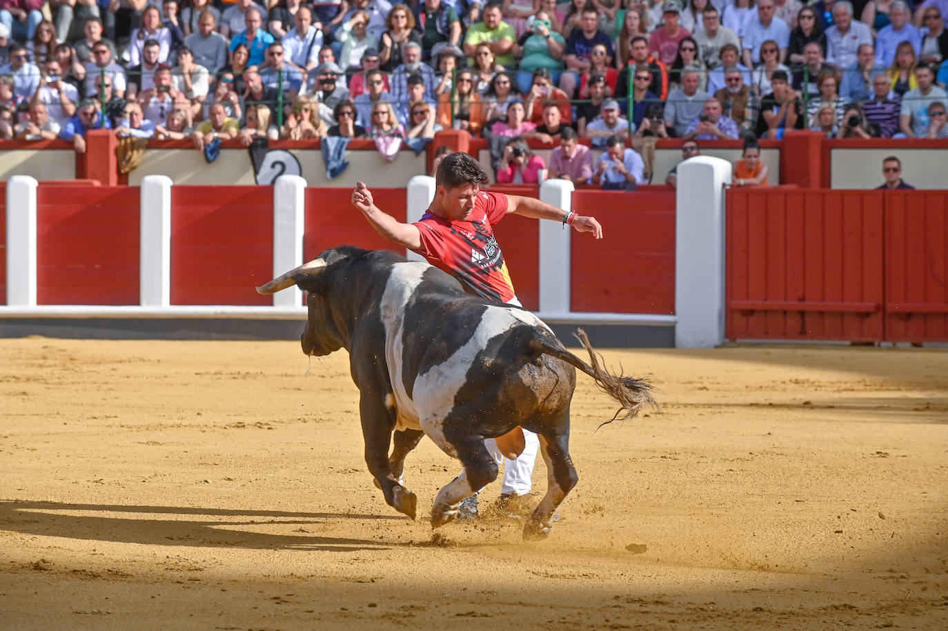 La mejores imágenes del concurso Cortes quiebros y saltos de Valladolid (III)