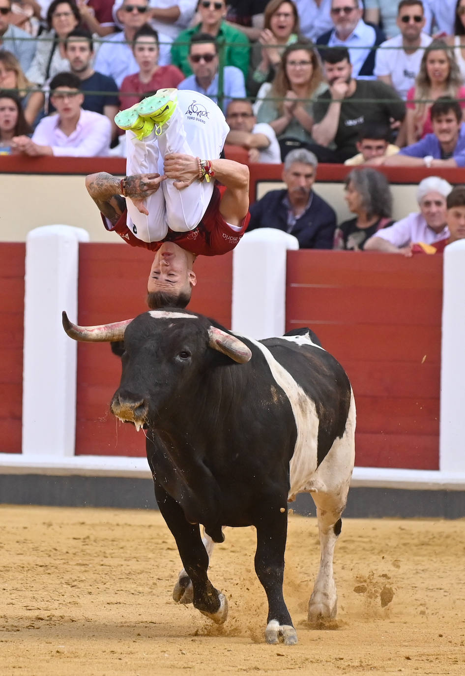 La mejores fotografías del Concurso cortes quiebros y saltos de Valladolid (II)