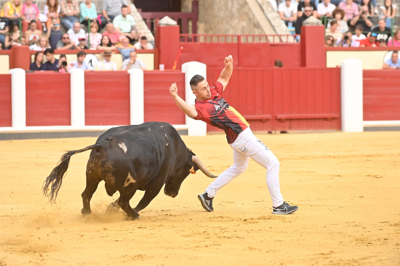 La mejores imágenes del concurso Cortes quiebros y saltos de Valladolid (III)