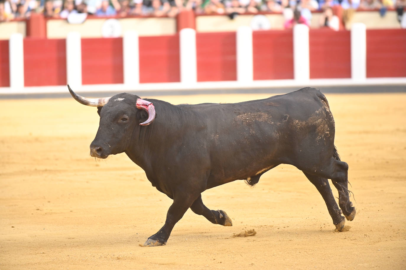 La mejores fotografías del Concurso cortes quiebros y saltos de Valladolid (II)