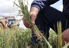 Un agricultor muestra plantas de cereal en Zamora.