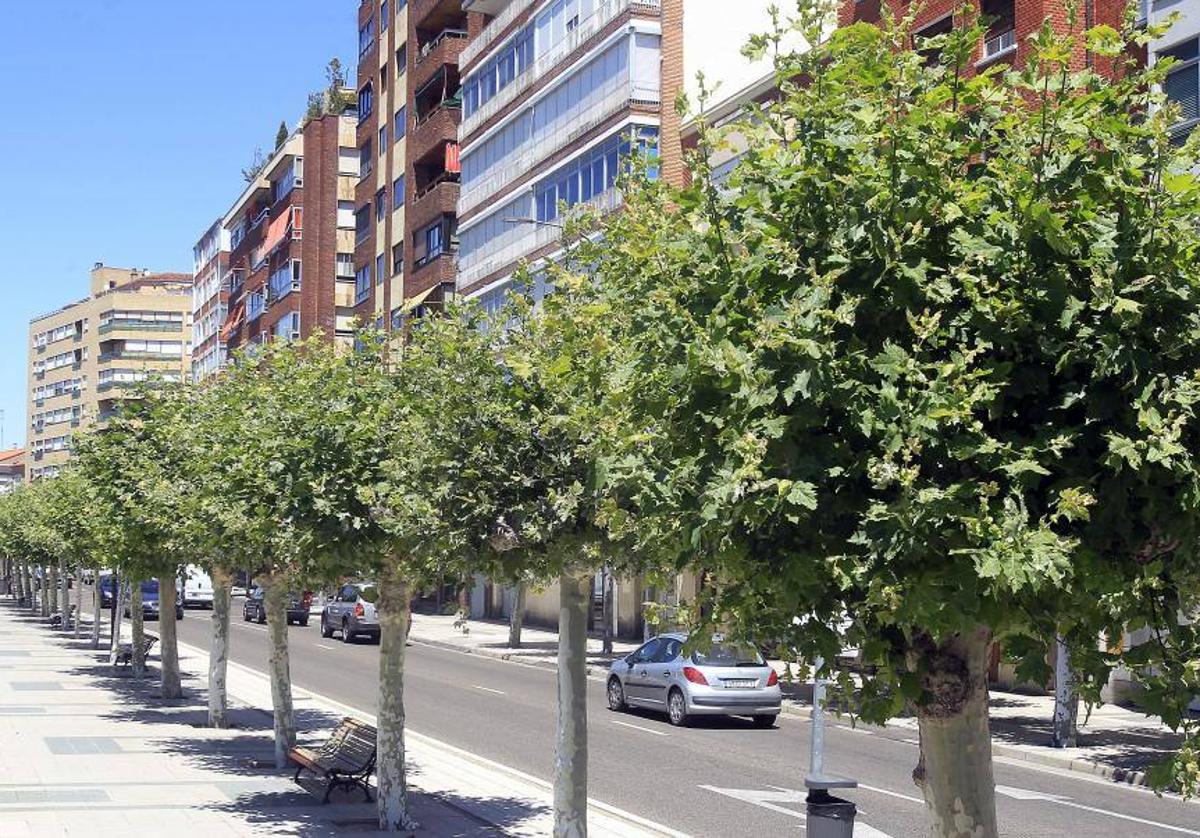 Plátanos de la avenida de Castilla.