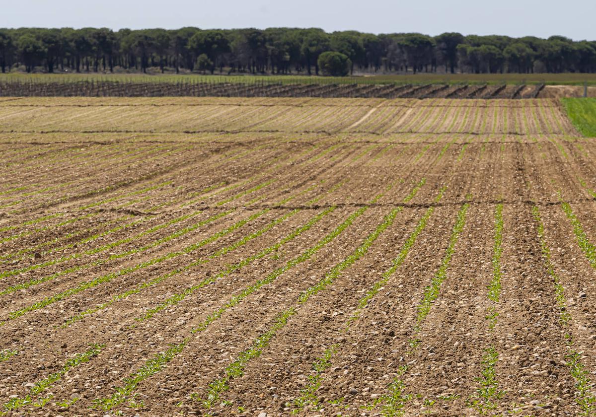 Parcela sembrada de remolacha en la provincia de Valladolid.