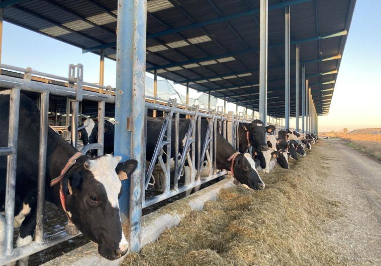 La Asociación Láctea Empresarial advierte de la bajada de precios por debajo de costes