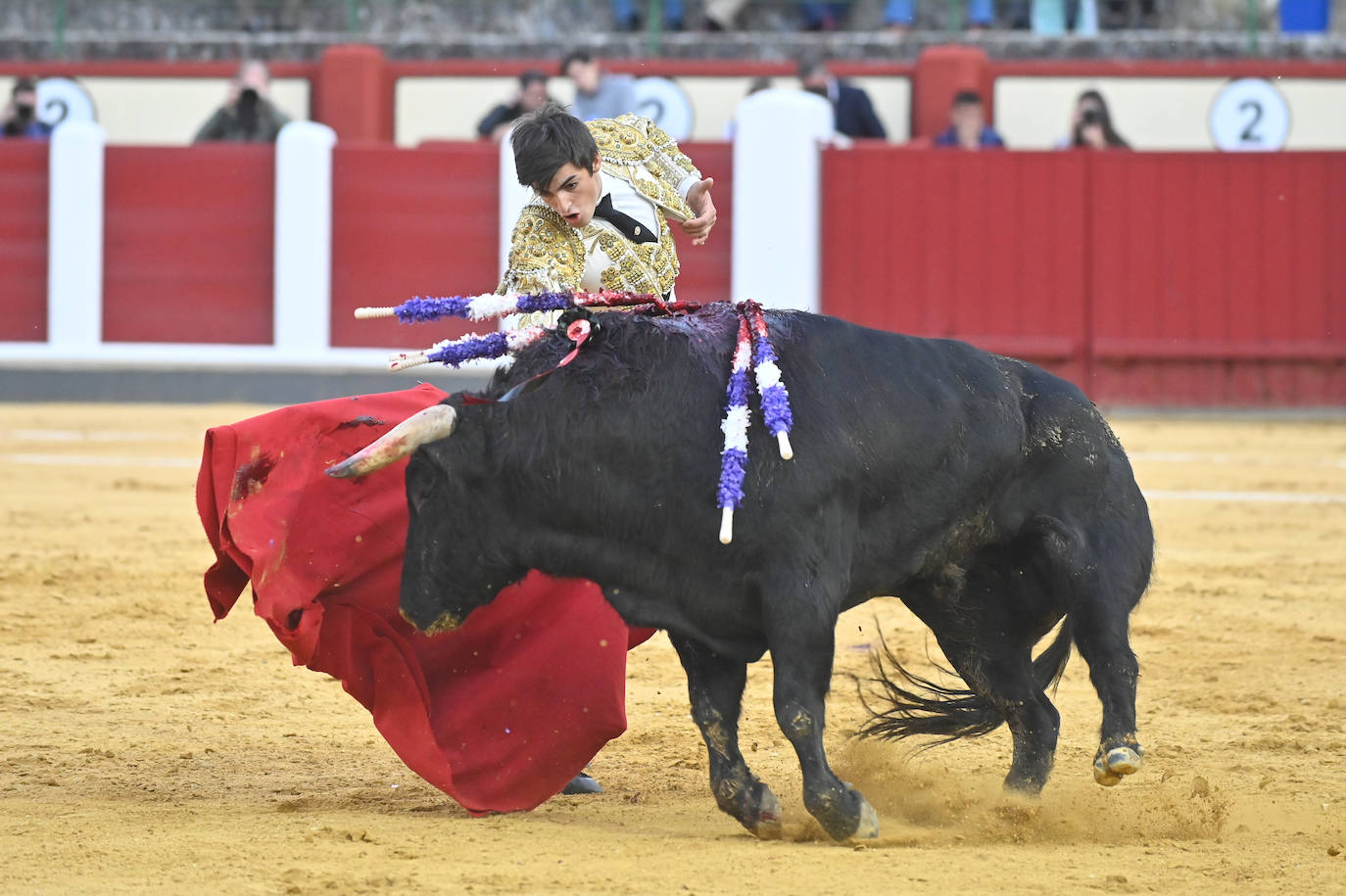 La novillada de San Pedro Regalado, en imágenes