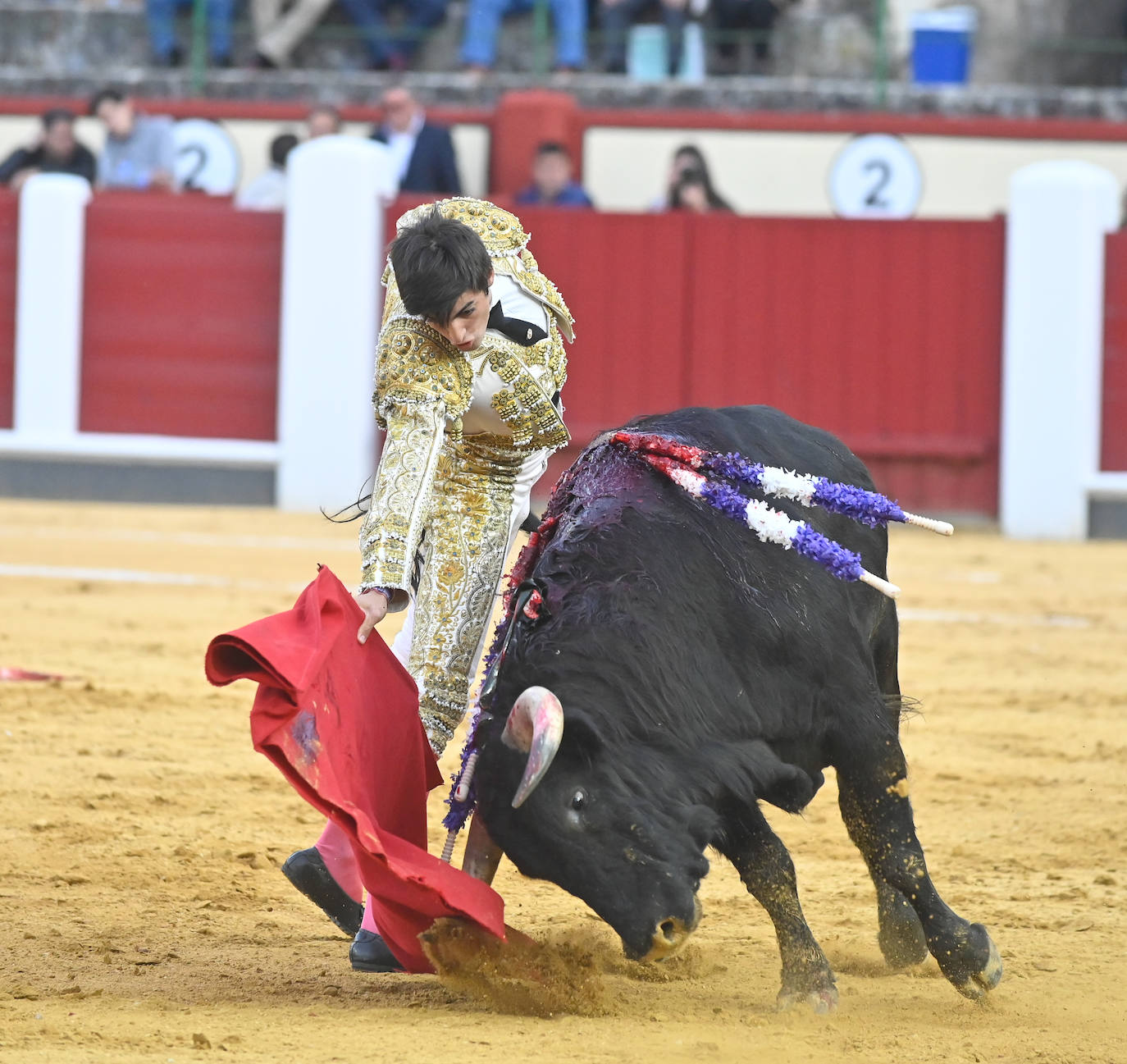 La novillada de San Pedro Regalado, en imágenes