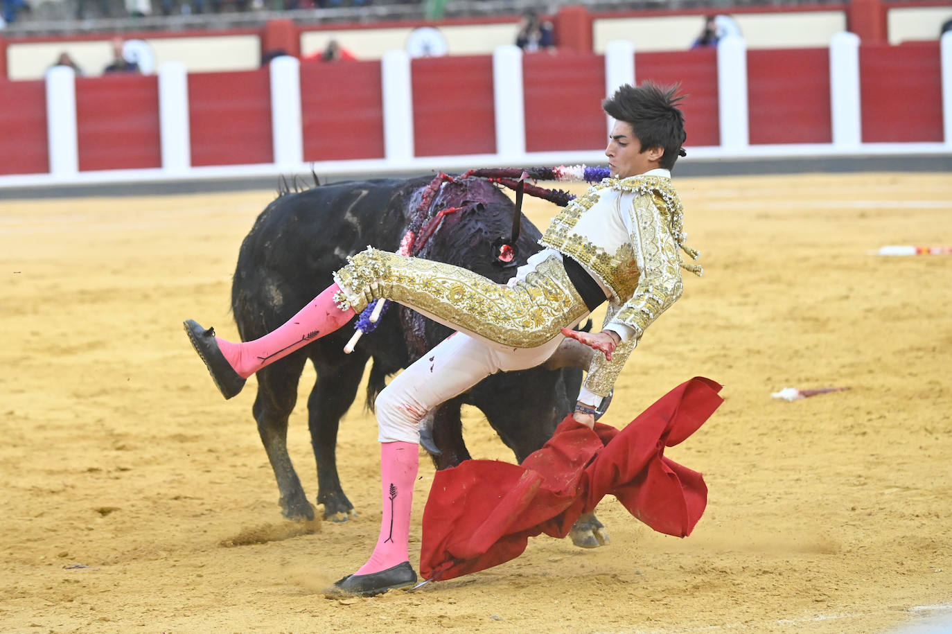 La novillada de San Pedro Regalado, en imágenes