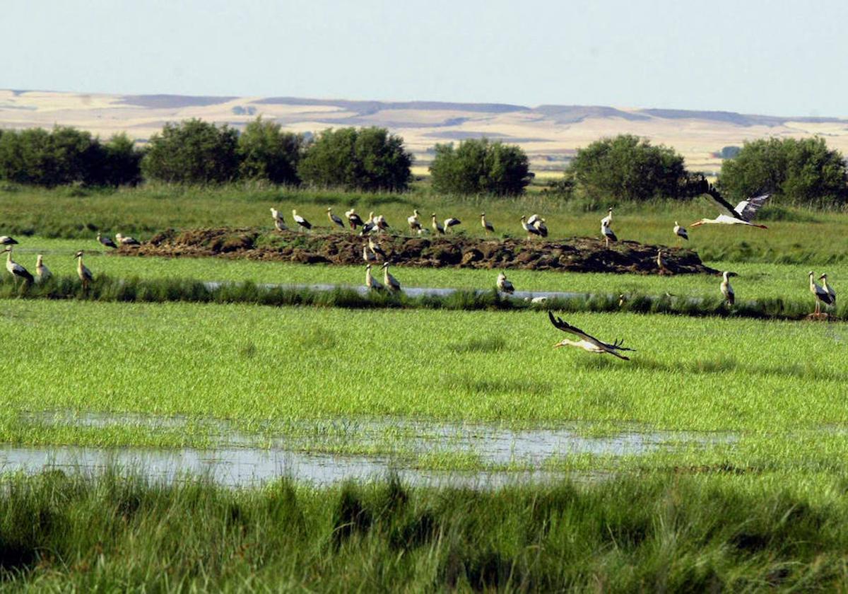 Laguna de la Nava.