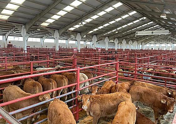 Naves del mercado de ganados de Salamanca.