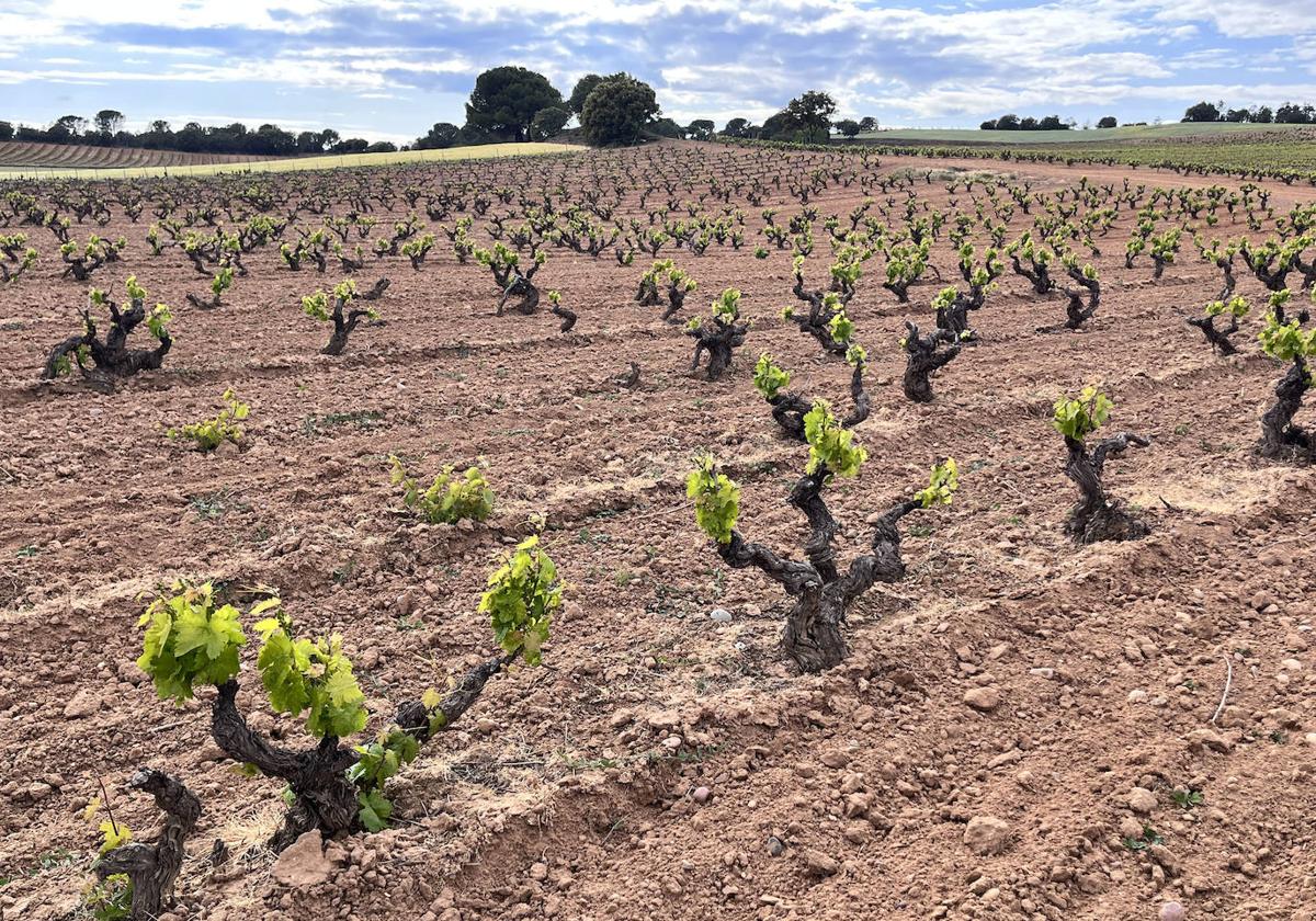 Estado del viñedo en la Ribera del Duero.